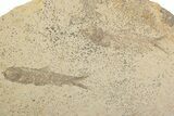 Fossil Fish (Knightia) Mortality Plate - Wyoming #375402-1